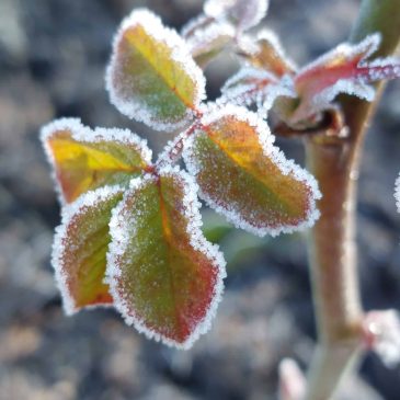 Un artiste s&rsquo;invite au jardin …