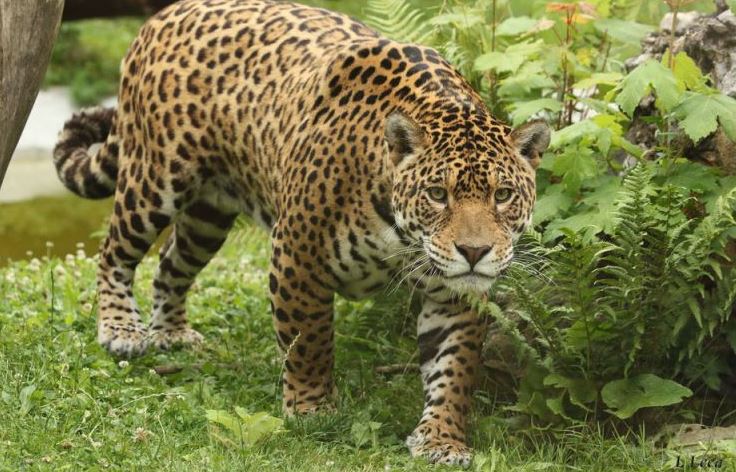 Domaine des Fauves-Jaguar ©L.Leca